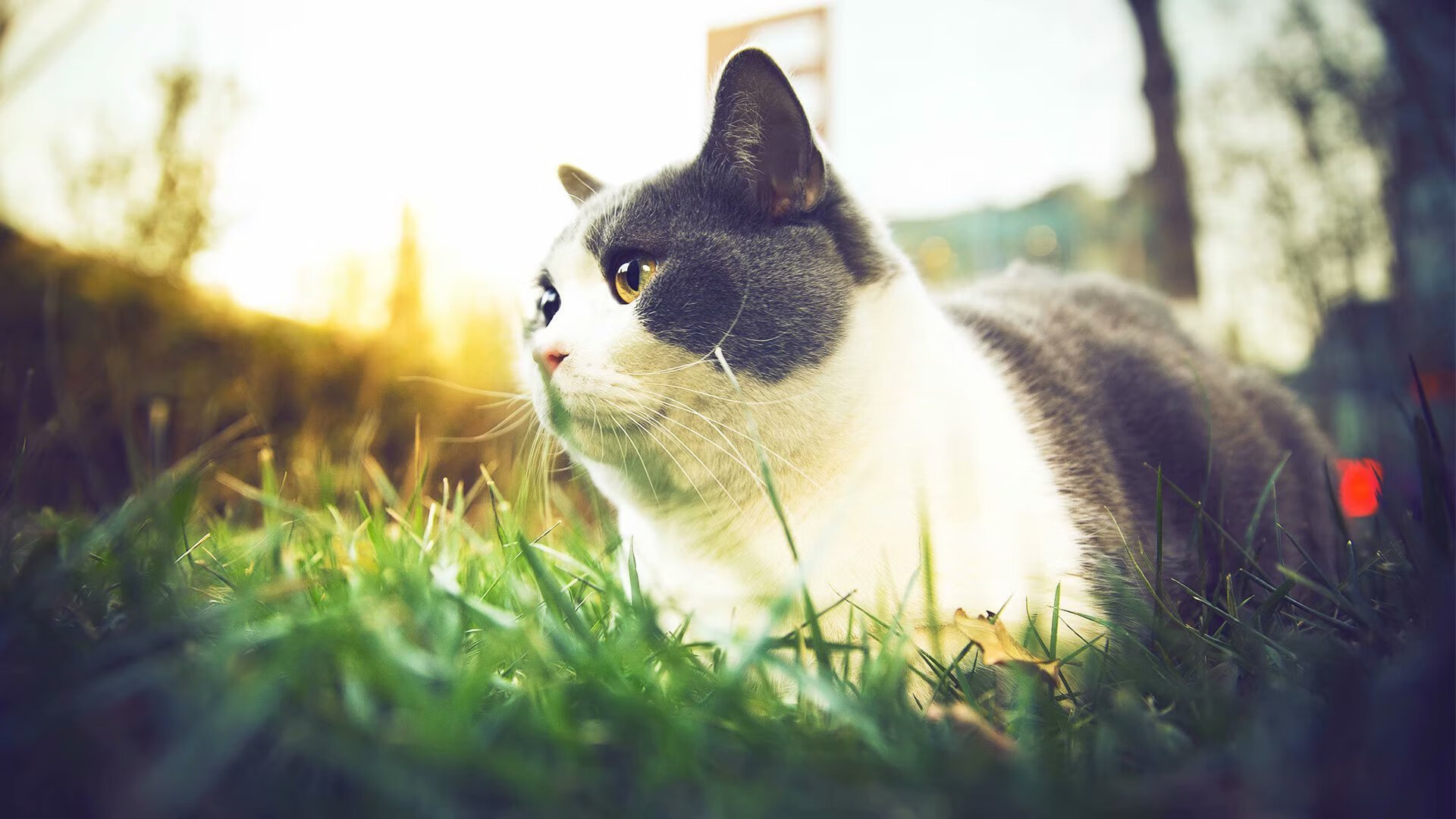 开云体育官网-红魔困局与南美风暴，当巴拉圭式防守绞杀曼联基因，维尼修斯在美加墨加冕新王