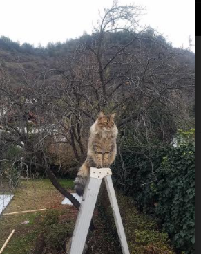 开云体育官方网站-哈弗茨用实力回击质疑，利物浦客场横扫玻利维亚强势晋级洲际杯赛